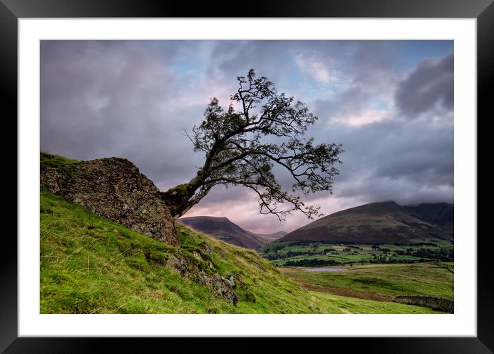 Low Rigg Lone Tree Framed Mounted Print by Phil Buckle