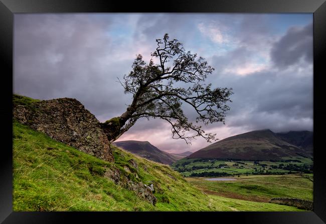 Low Rigg Lone Tree Framed Print by Phil Buckle
