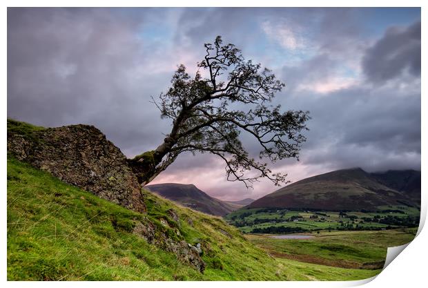 Low Rigg Lone Tree Print by Phil Buckle