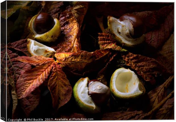 Autumn Conkers Canvas Print by Phil Buckle