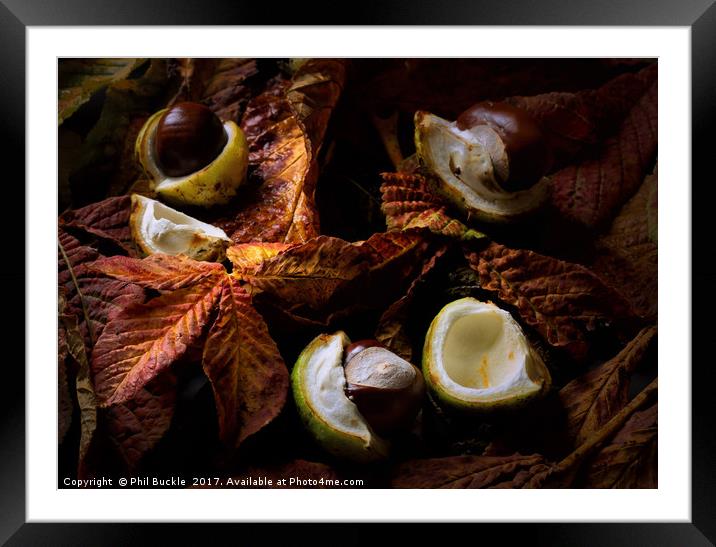 Autumn Conkers Framed Mounted Print by Phil Buckle