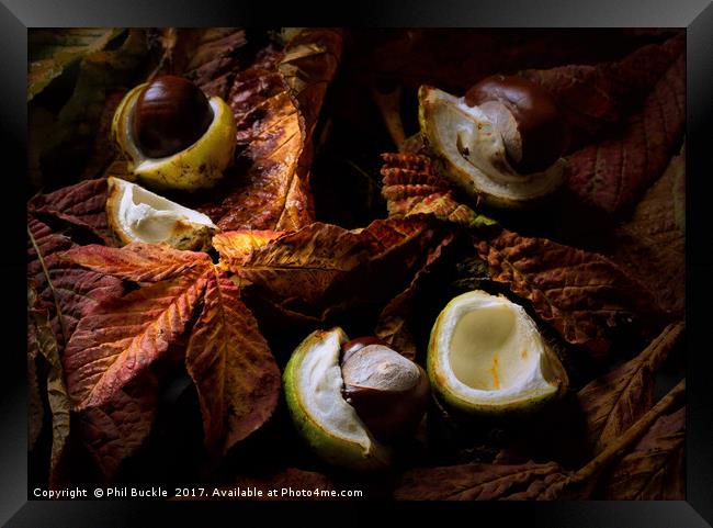 Autumn Conkers Framed Print by Phil Buckle