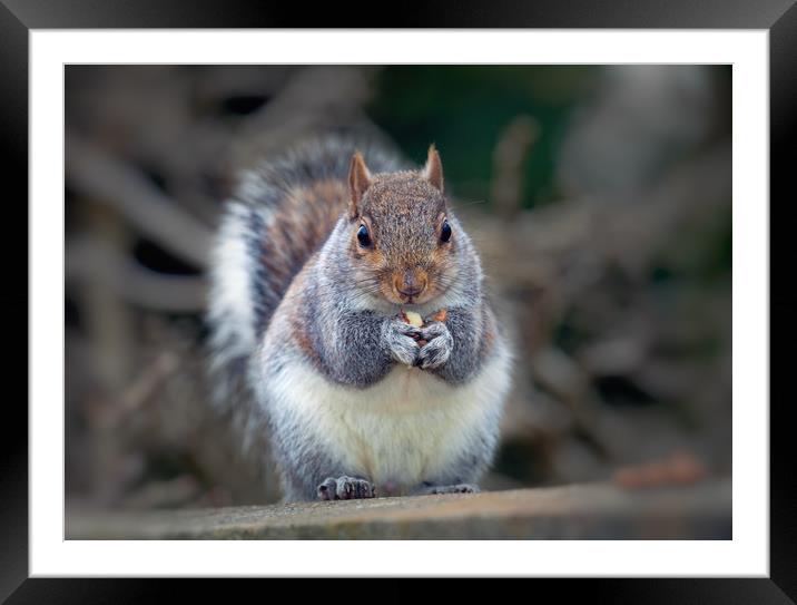 Eastern tree squirrel eating peanuts Framed Mounted Print by Leighton Collins