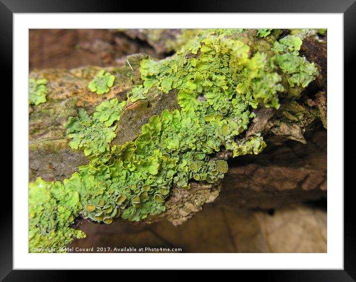    Dry Tree Lichen        Framed Mounted Print by Mel Coward