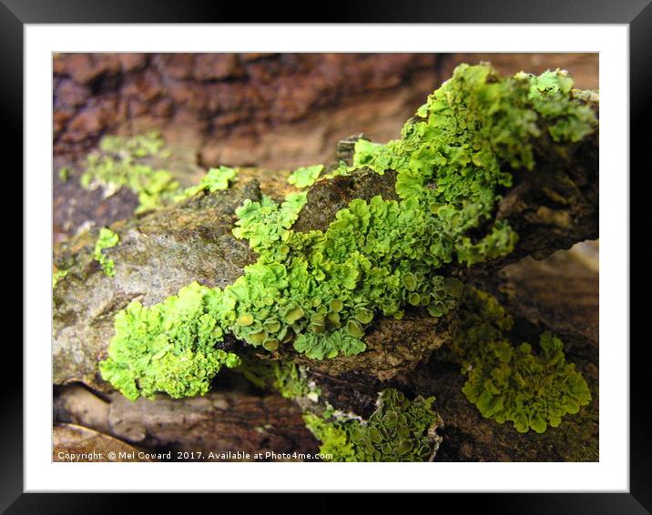     Wet Tree Lichen       Framed Mounted Print by Mel Coward