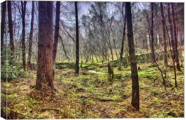 Woodland veiw Canvas Print by kevin wise