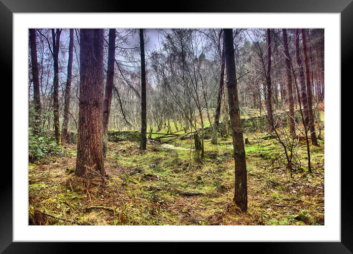 Woodland veiw Framed Mounted Print by kevin wise