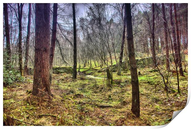 Woodland veiw Print by kevin wise