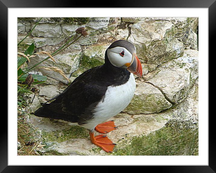 Atlantic Puffin at Bempton Cliffs.   Framed Mounted Print by Lilian Marshall