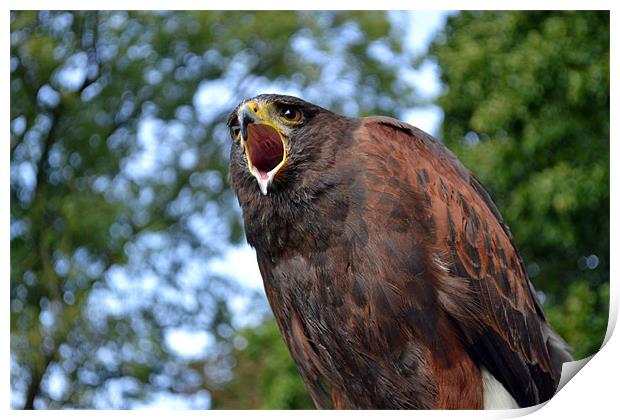 Harris Hawk Print by Donna Collett