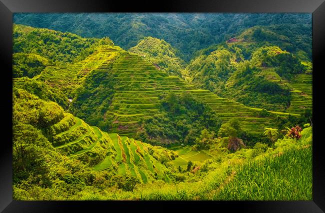 Banaue Rice Terrace Philippines  Framed Print by Clive Eariss
