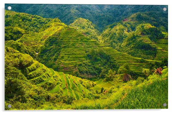 Banaue Rice Terrace Philippines  Acrylic by Clive Eariss