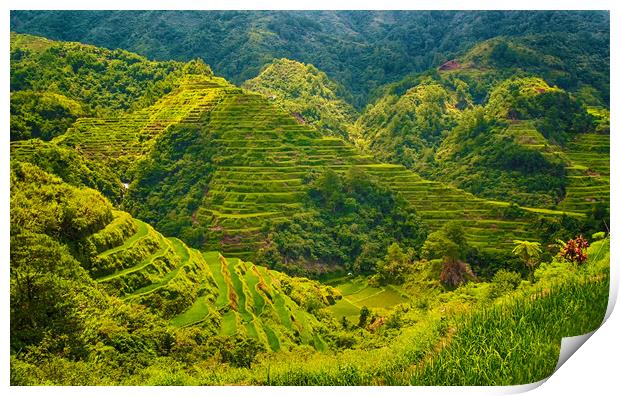 Banaue Rice Terrace Philippines  Print by Clive Eariss