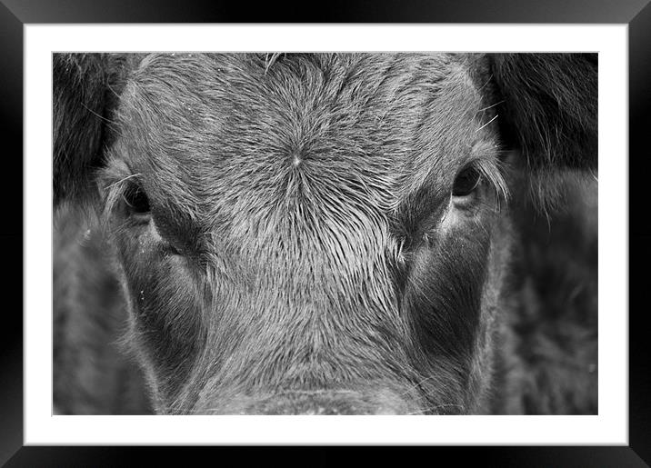 Bulls Eye Framed Mounted Print by Eddie Howland