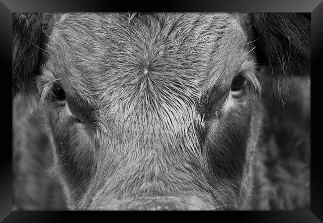 Bulls Eye Framed Print by Eddie Howland