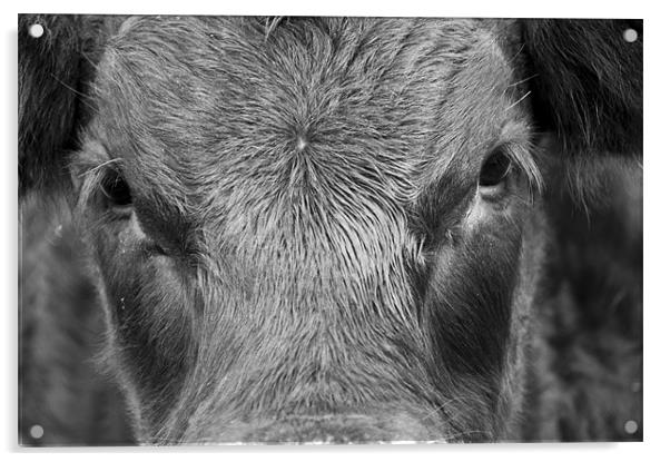 Bulls Eye Acrylic by Eddie Howland