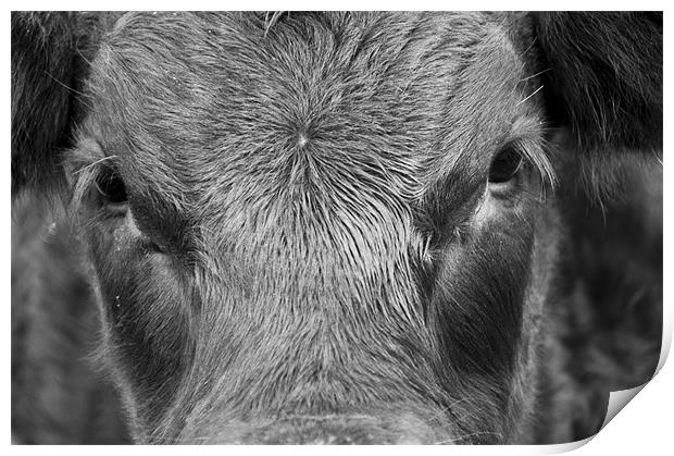 Bulls Eye Print by Eddie Howland
