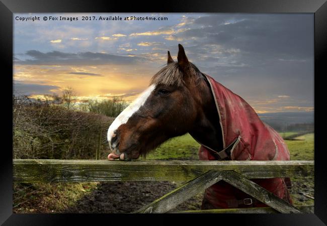 Horse in the meadow Framed Print by Derrick Fox Lomax