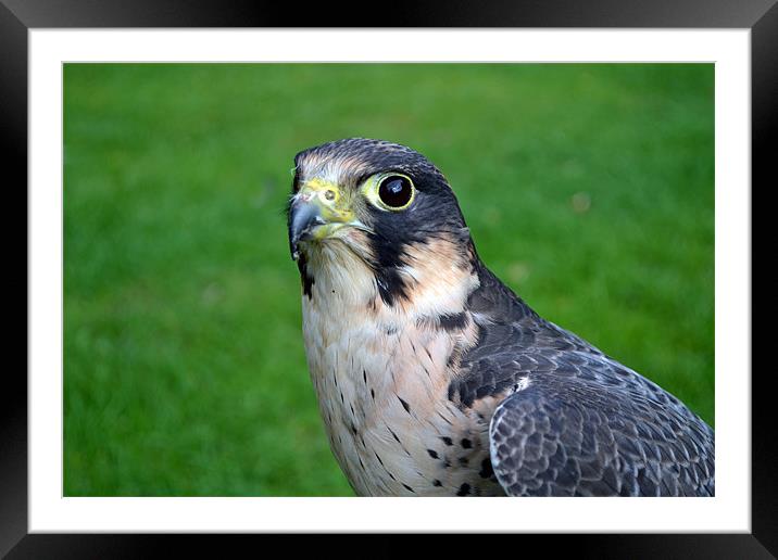 Peregrine/Lanner Falcon Framed Mounted Print by Donna Collett