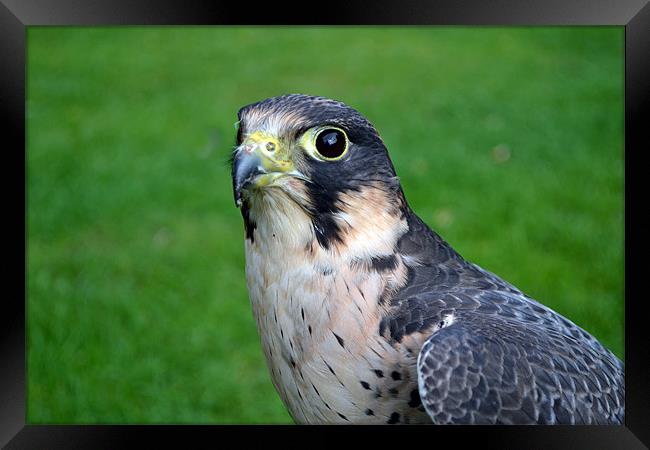 Peregrine/Lanner Falcon Framed Print by Donna Collett