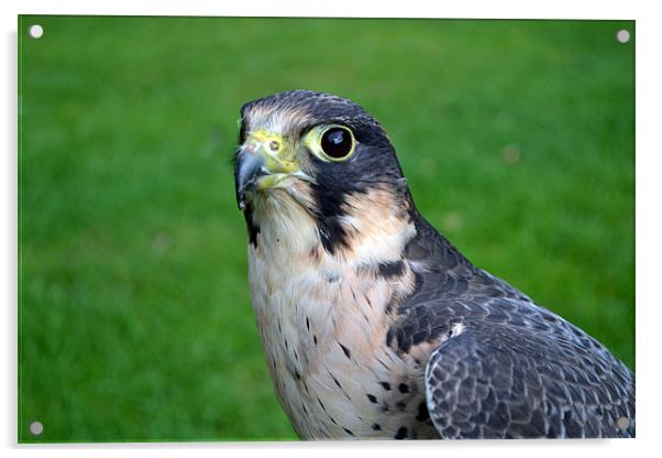 Peregrine/Lanner Falcon Acrylic by Donna Collett