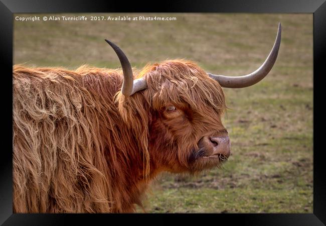 Highland cattle Framed Print by Alan Tunnicliffe