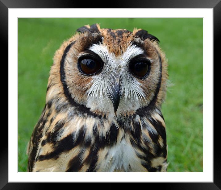 Peruvian Striped  Owl Framed Mounted Print by Donna Collett