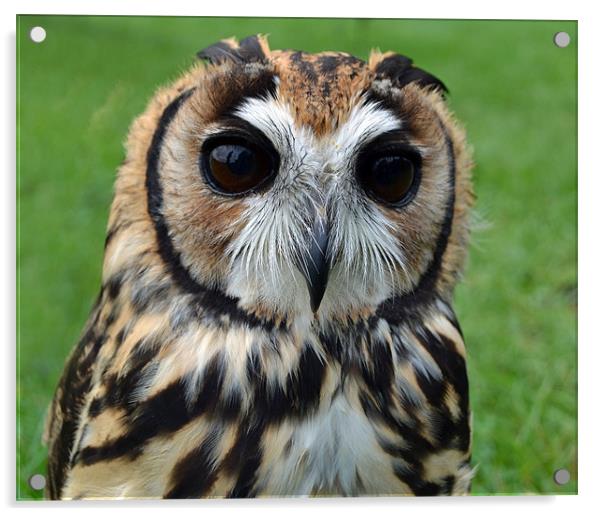 Peruvian Striped  Owl Acrylic by Donna Collett