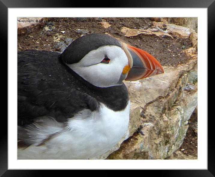 Puffin Profile my best side.  Framed Mounted Print by Lilian Marshall