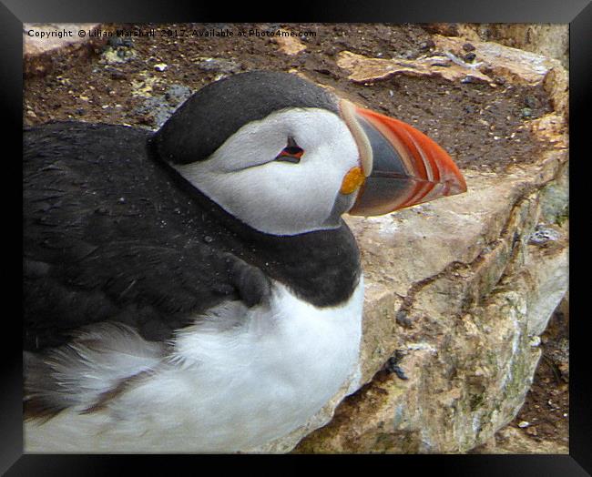 Puffin Profile my best side.  Framed Print by Lilian Marshall