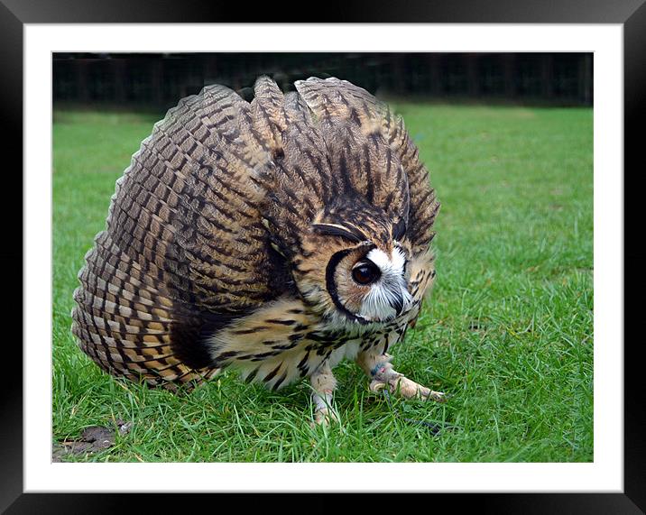 Peruvian Striped  Owl - Defending Framed Mounted Print by Donna Collett