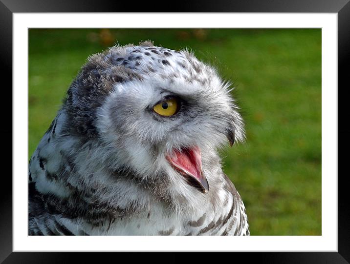 Snowy Owl - 4months old Framed Mounted Print by Donna Collett