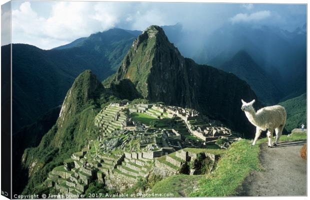 Llama Enjoying the View at Machu Picchu Peru Canvas Print by James Brunker