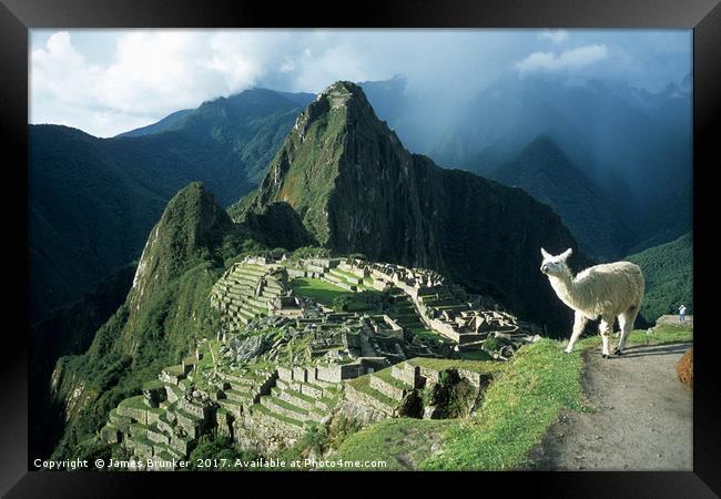 Llama Enjoying the View at Machu Picchu Peru Framed Print by James Brunker