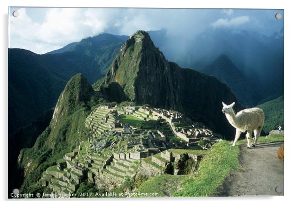 Llama Enjoying the View at Machu Picchu Peru Acrylic by James Brunker