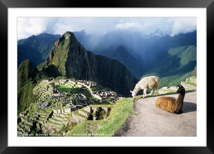 Llamas at Inca City of Machu Picchu Peru Framed Mounted Print by James Brunker