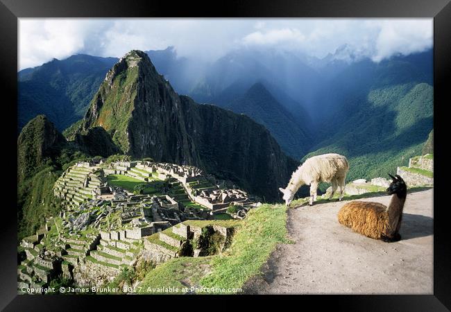 Llamas at Inca City of Machu Picchu Peru Framed Print by James Brunker