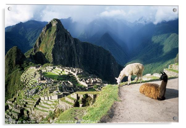 Llamas at Inca City of Machu Picchu Peru Acrylic by James Brunker