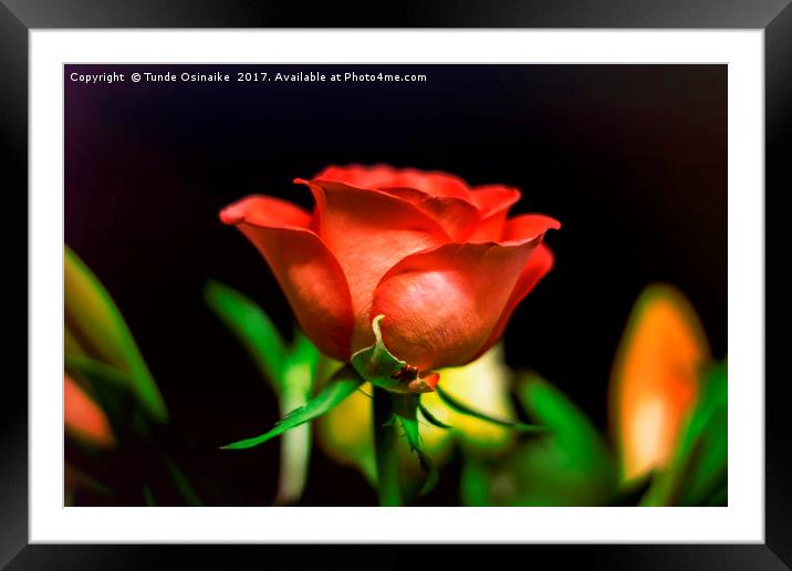 Kiss from A Rose Framed Mounted Print by Tunde Osinaike
