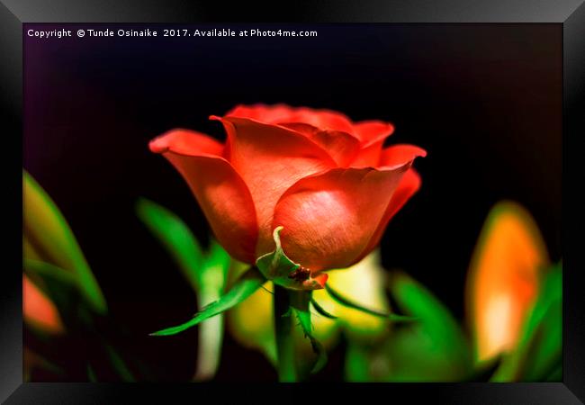 Kiss from A Rose Framed Print by Tunde Osinaike