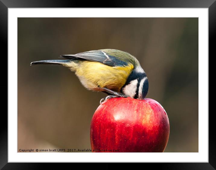Wild blue tit with beak inside a red apple Framed Mounted Print by Simon Bratt LRPS