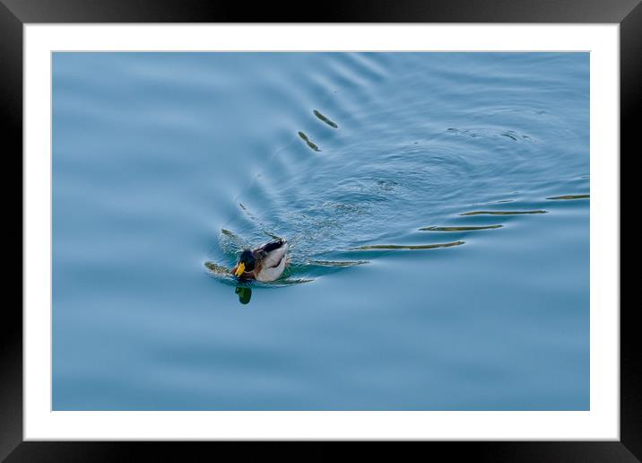 Duck in the water Framed Mounted Print by Ranko Dokmanovic