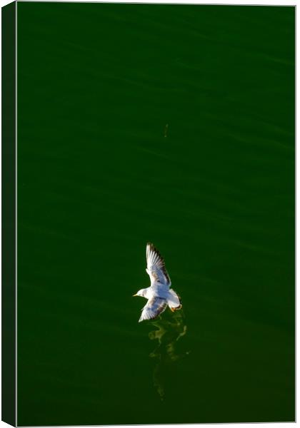 White bird above the river Canvas Print by Ranko Dokmanovic