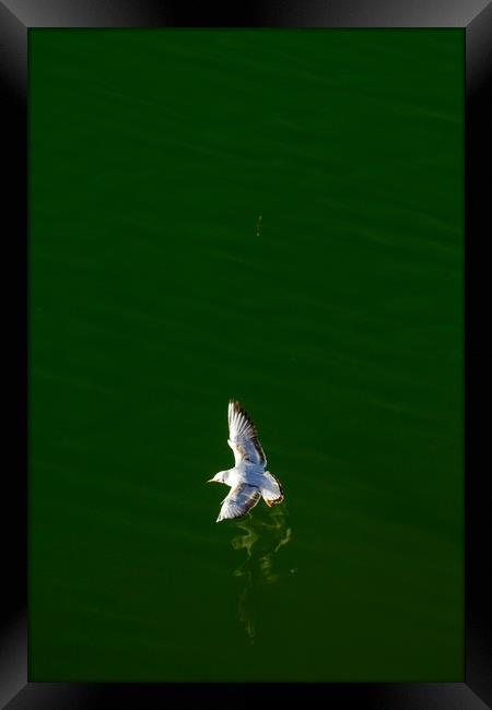 White bird above the river Framed Print by Ranko Dokmanovic