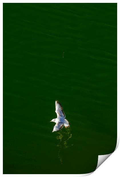 White bird above the river Print by Ranko Dokmanovic
