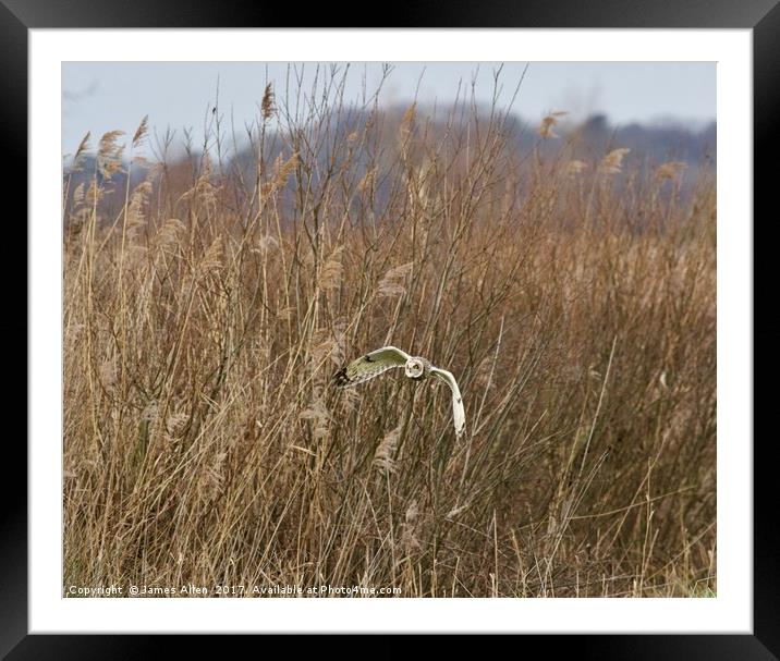 Short Eared Owl Hunting for Lunch! Framed Mounted Print by James Allen