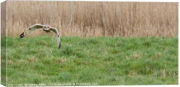 Short Eared Owl flying low  Canvas Print by James Allen