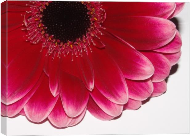 Pink flower close up Canvas Print by Lisa Strange