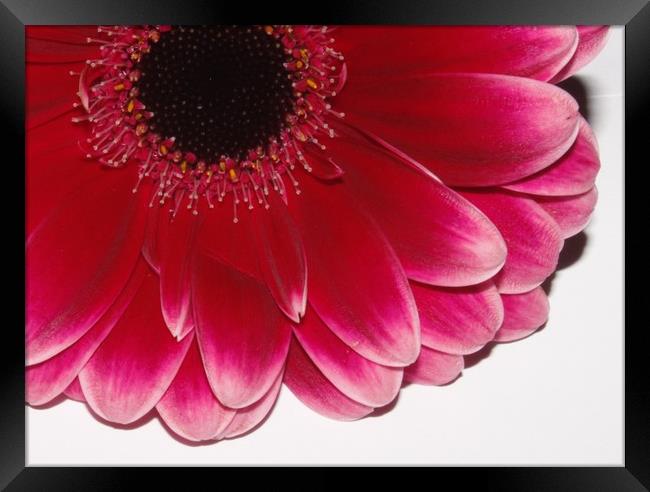 Pink flower close up Framed Print by Lisa Strange