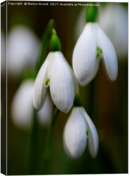 Snowdrops - Galanthus Canvas Print by Martyn Arnold